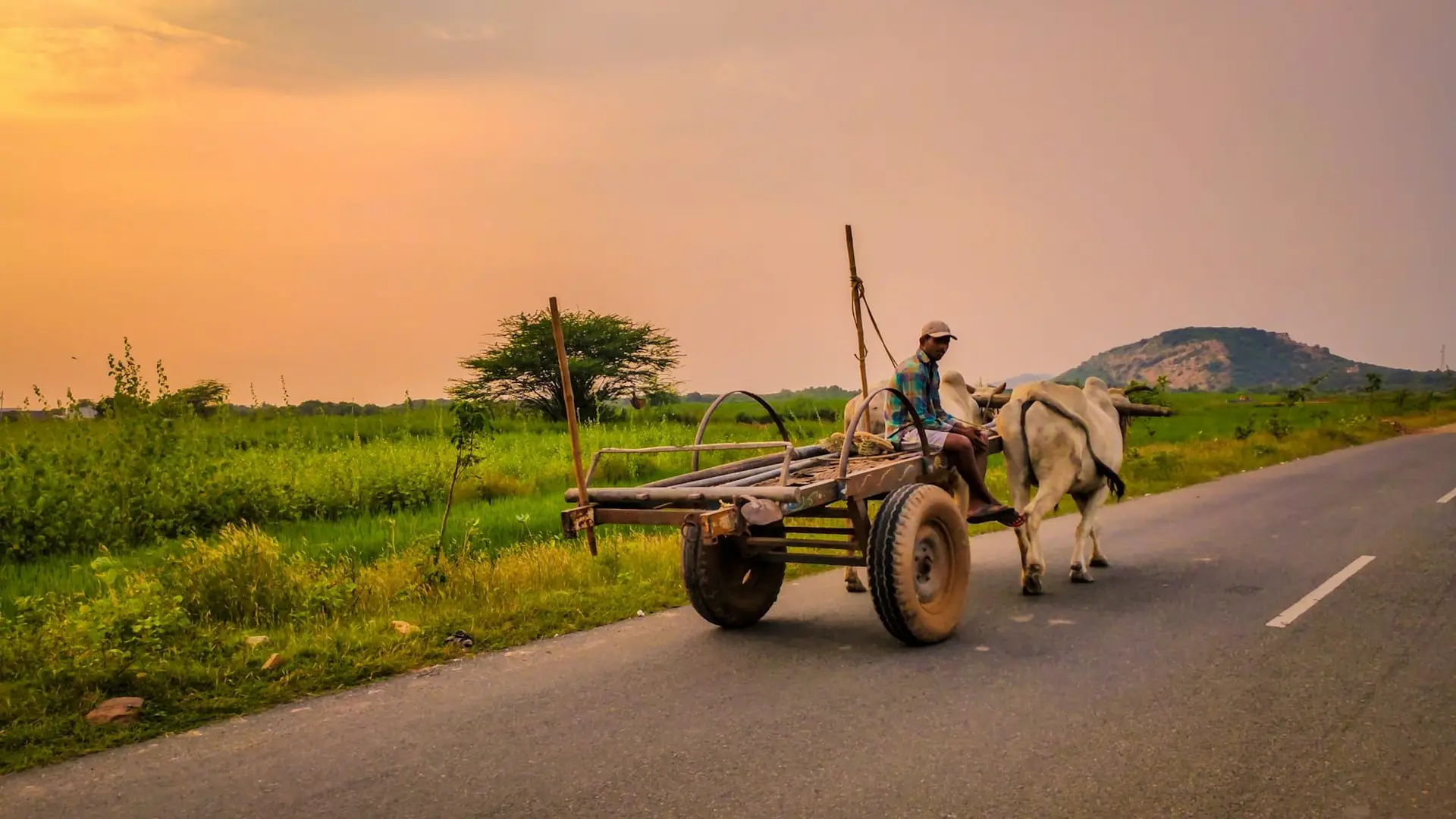 A bullock cart on a quiet country road in warm evening light