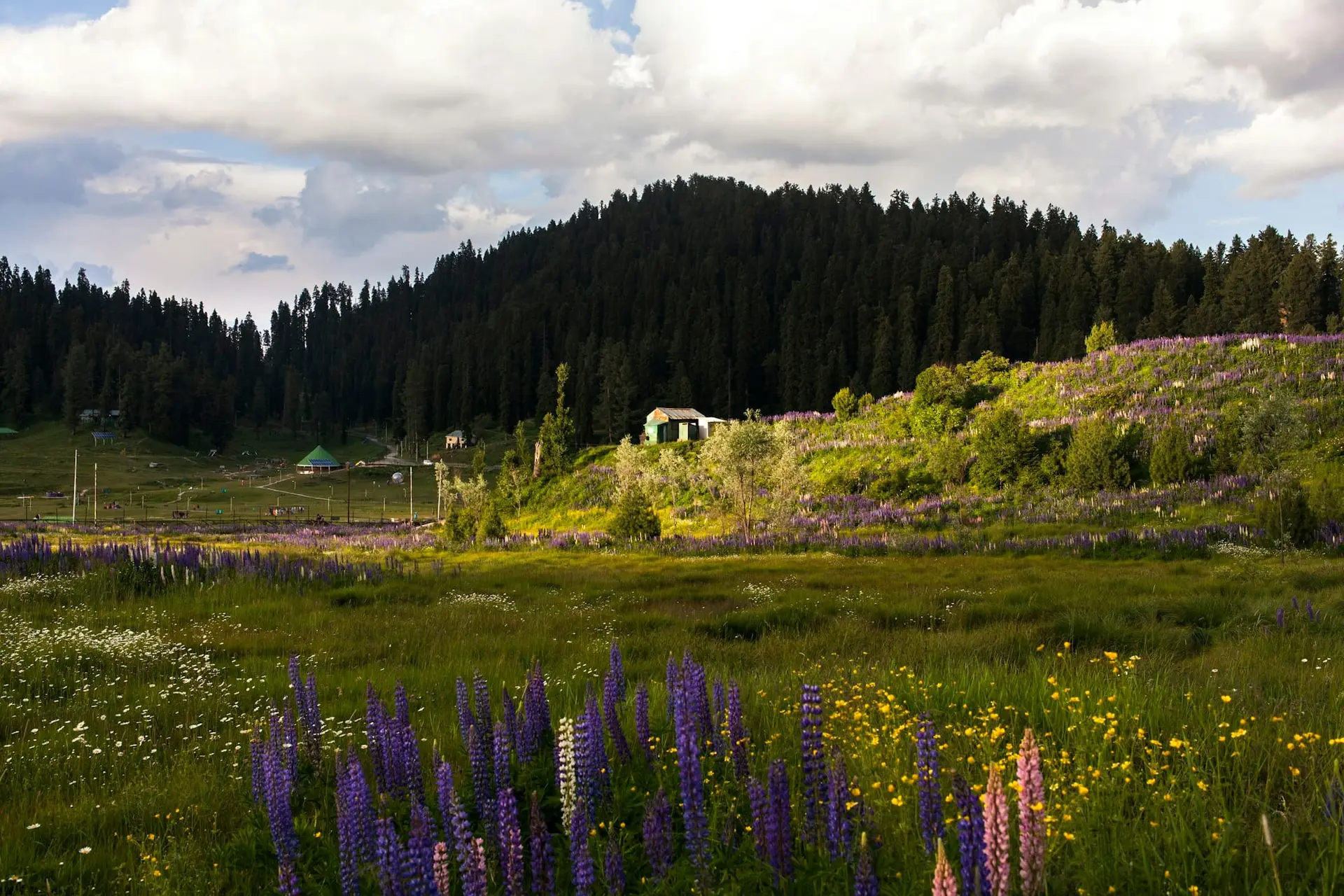 A summer meadow of purple wildflowers in Gulmarg