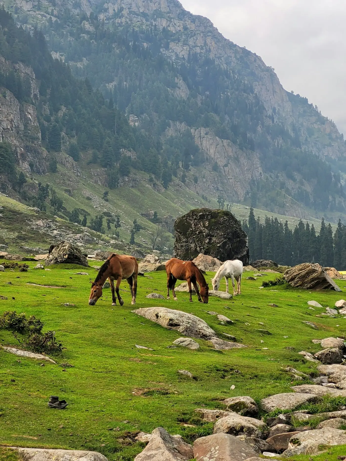 Horses grazing on a high green meadow in Kashmir