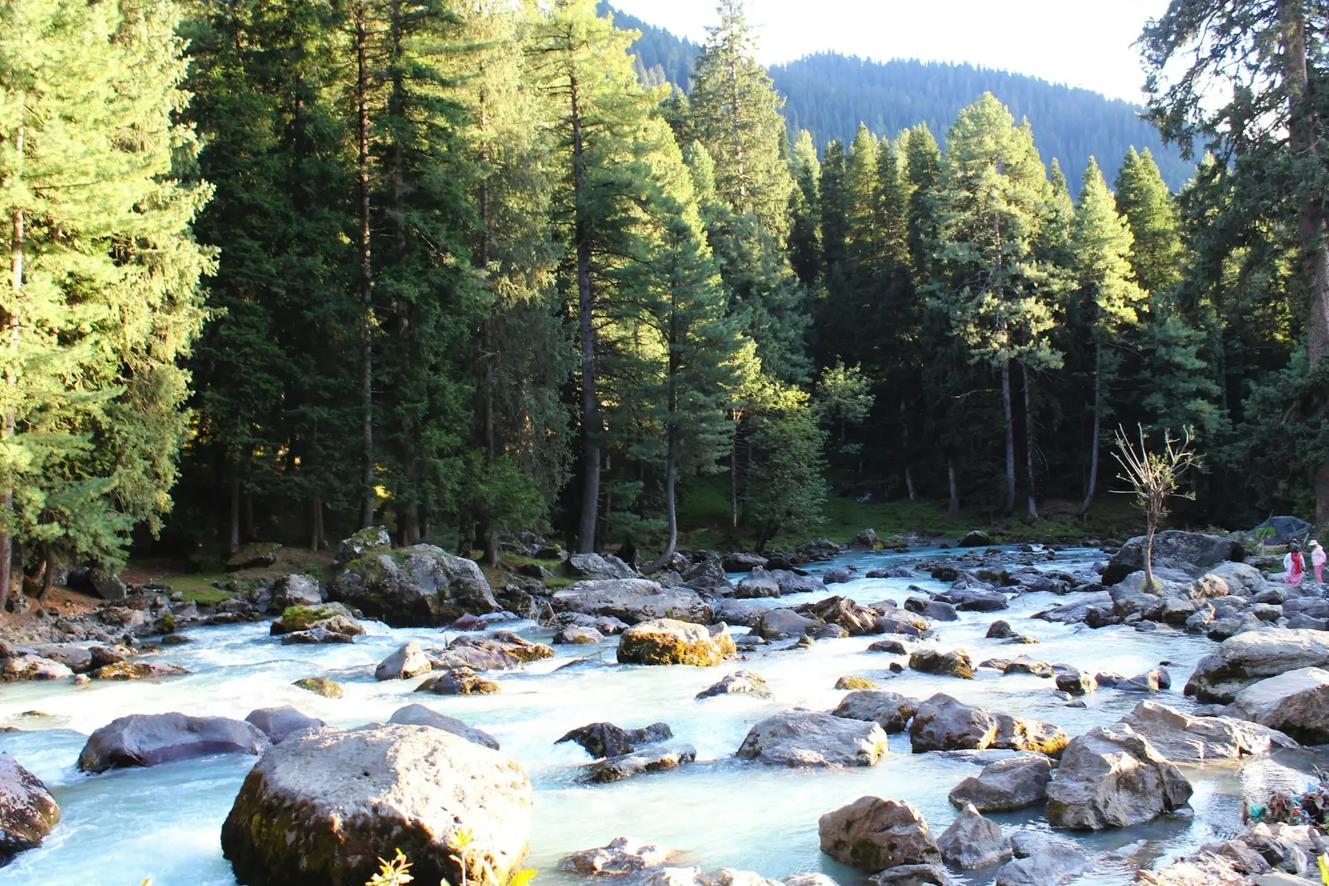 The Lidder river tumbling over boulders through a forest near Pahalgam