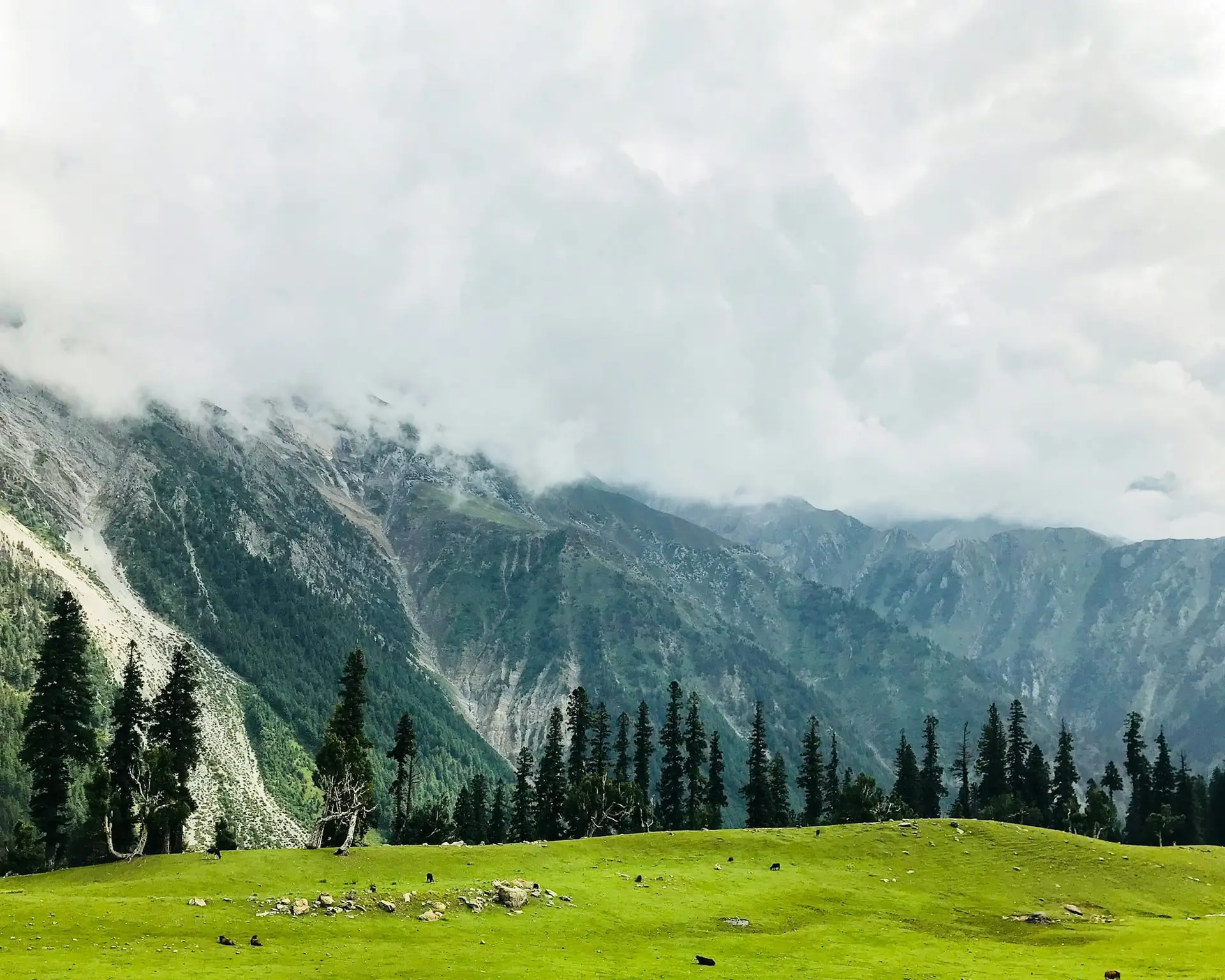A green Kashmiri meadow ringed by pine trees and mountains