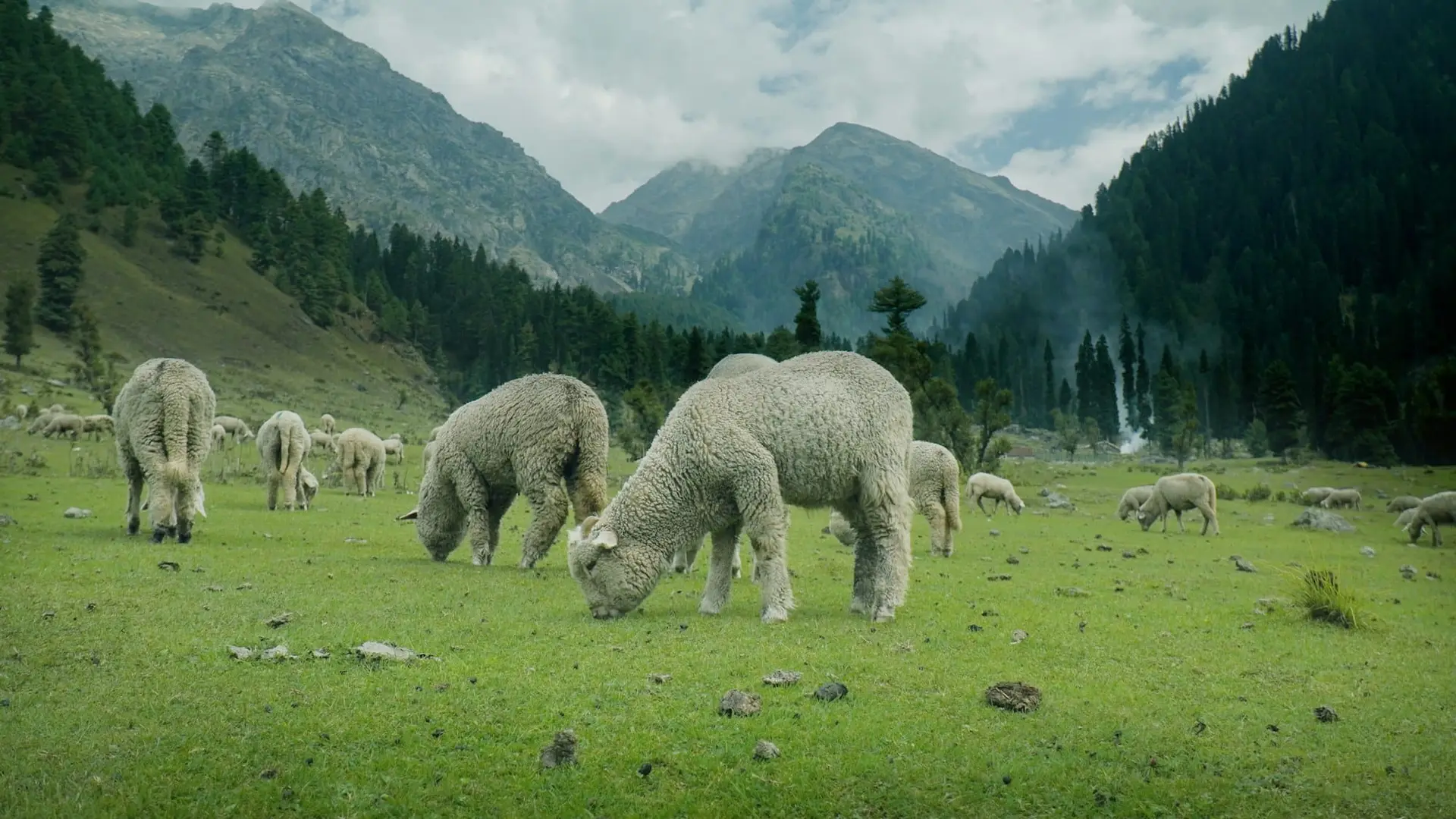 A flock of sheep grazing on a green meadow below the mountains of Pahalgam