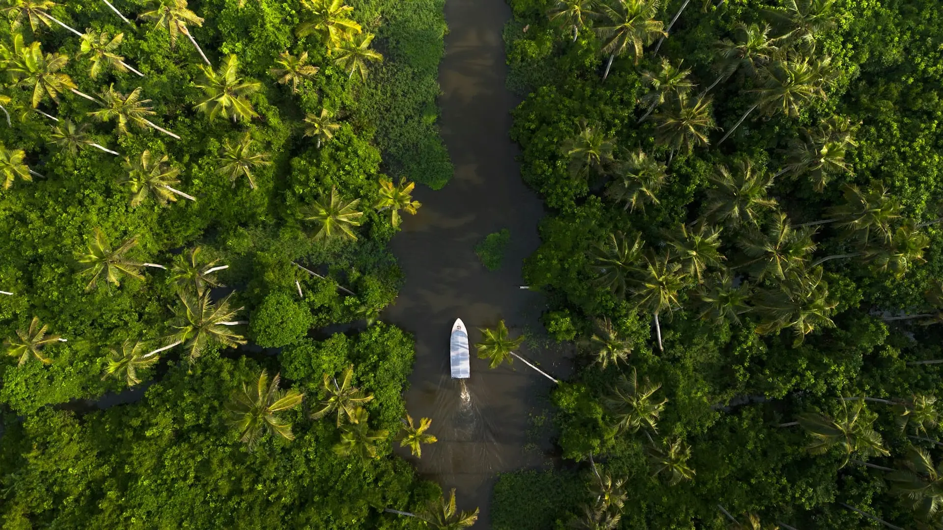 An aerial view of a boat on a narrow canal through dense coconut groves in Alleppey