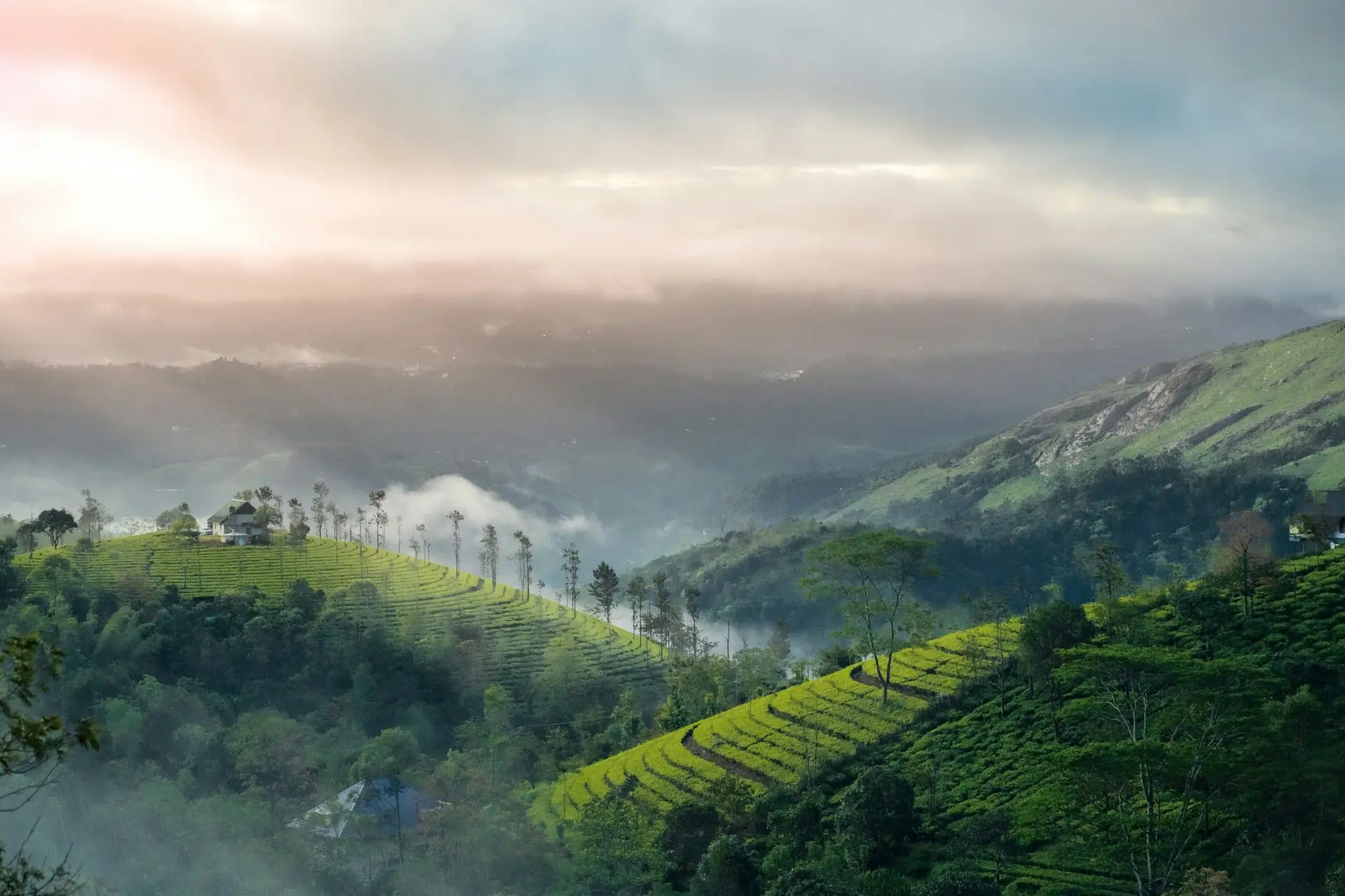 Mist settling over the forested hills around Munnar