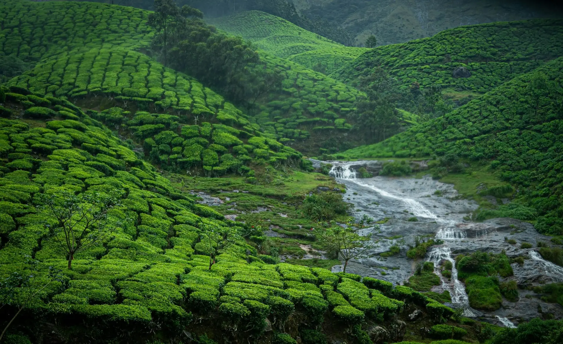 A stream running through tea-covered hillsides in Munnar