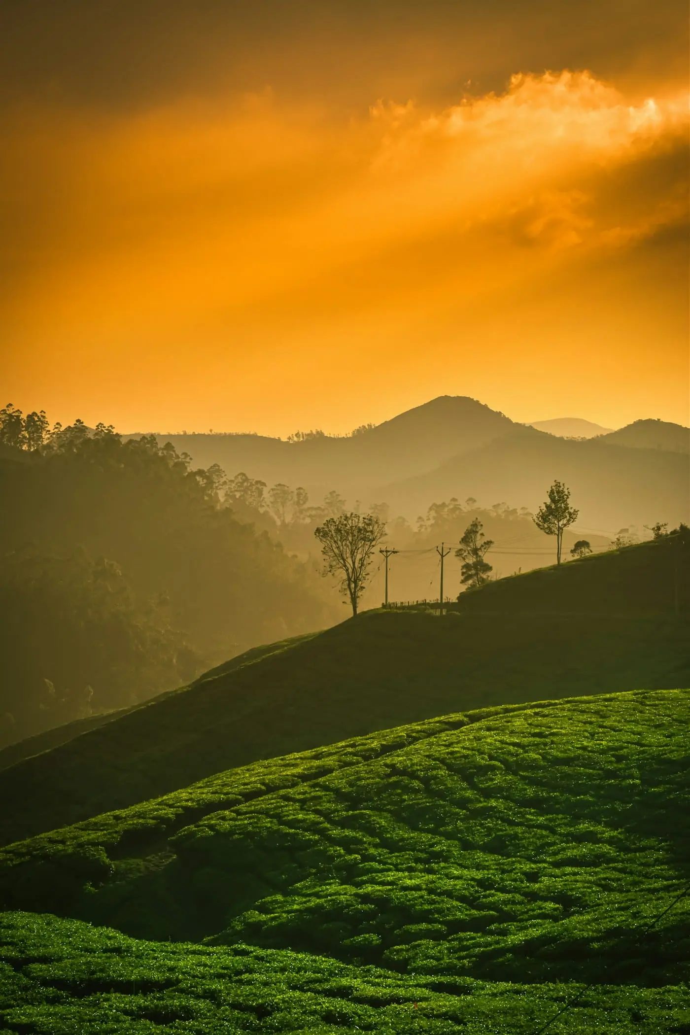Rolling tea plantations under a warm orange sunrise in Munnar