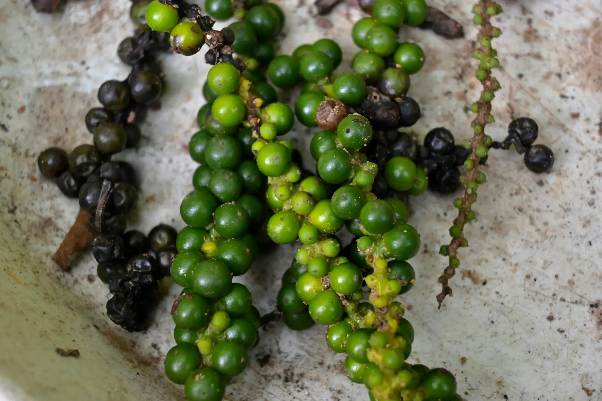 A close-up of fresh green peppercorns on the vine in Kerala