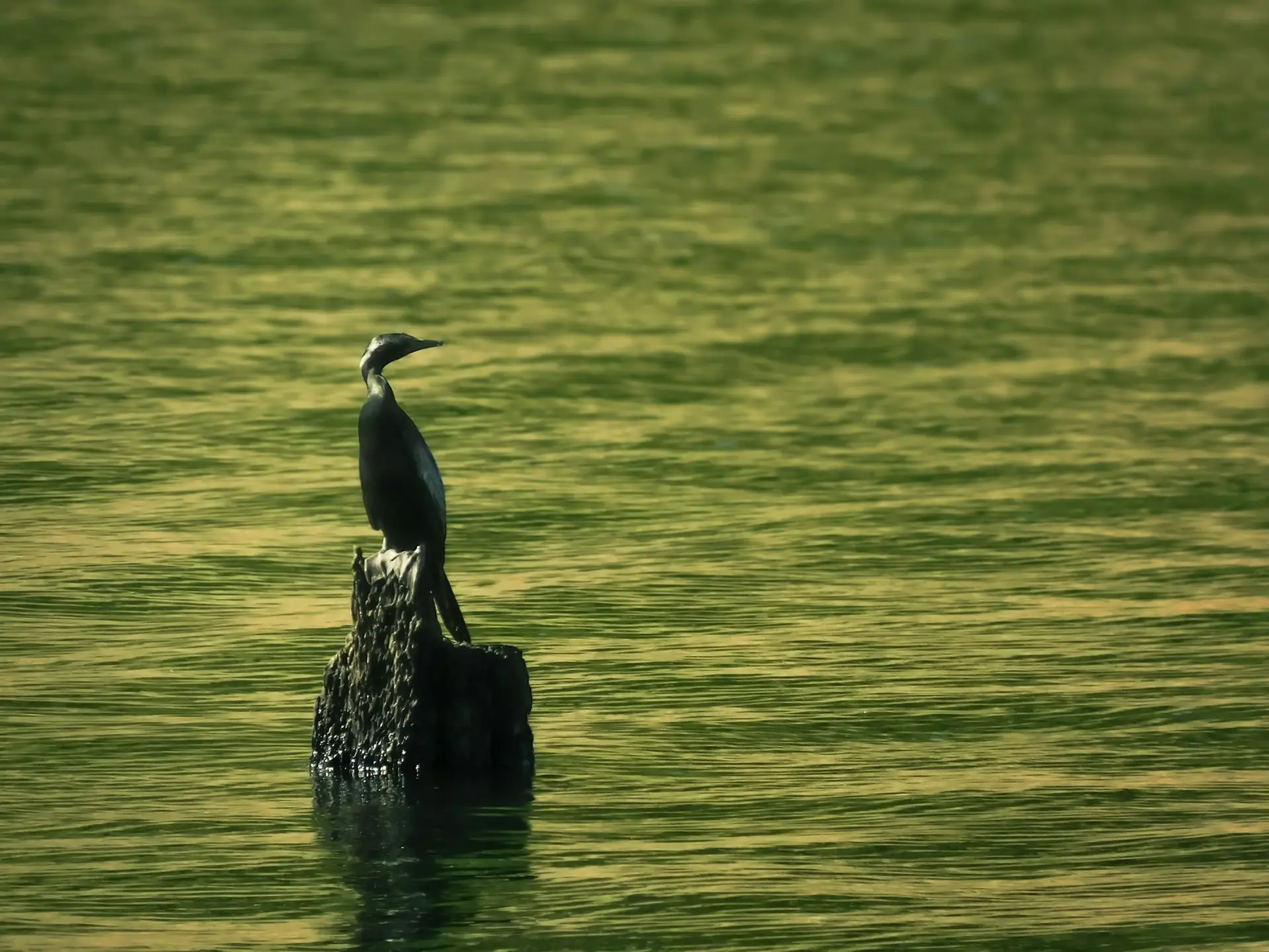 A cormorant perched on a stump in the lake at Thekkady