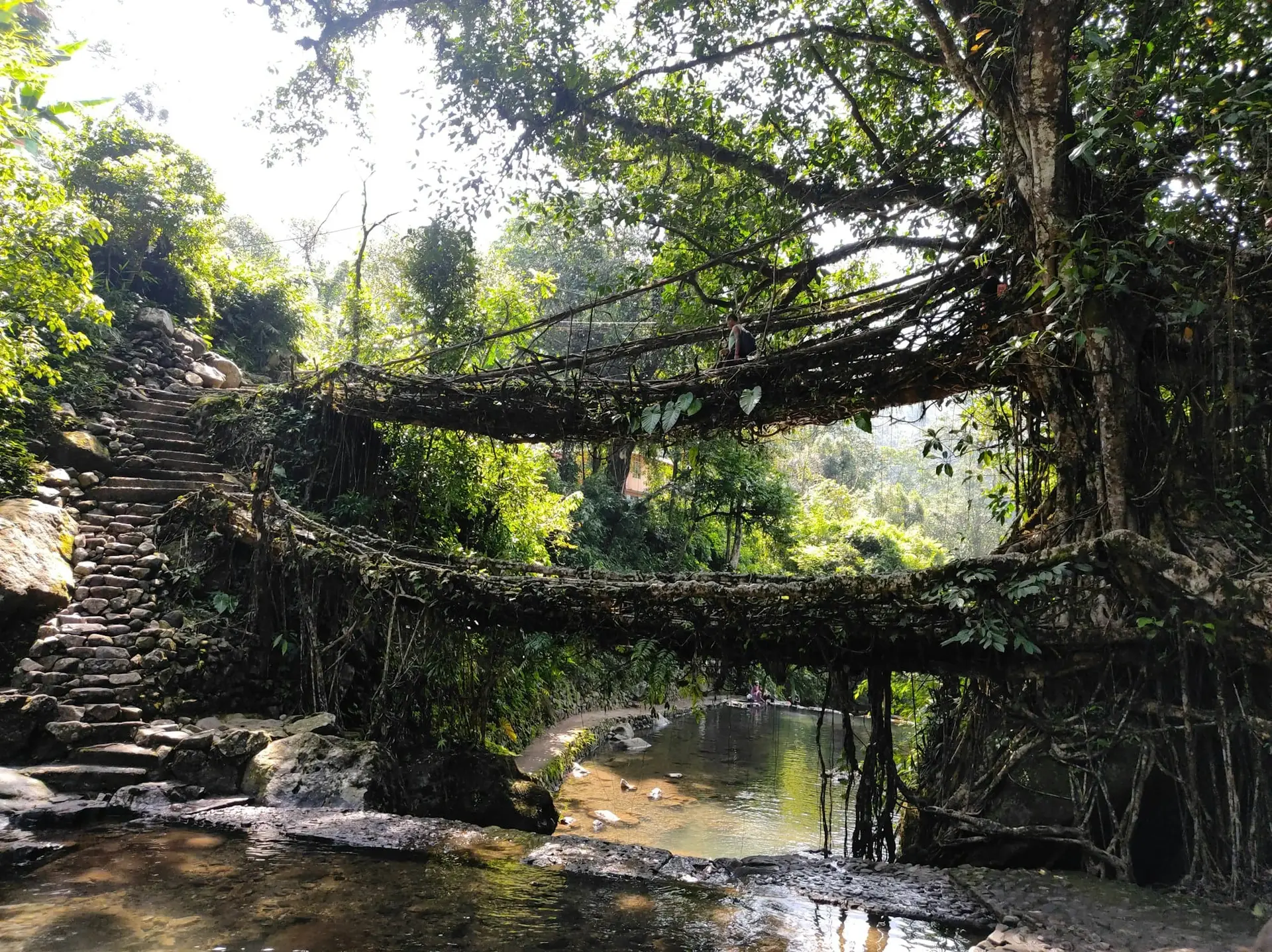 Tangled roots forming the living bridge over a clear pool at Nongriat