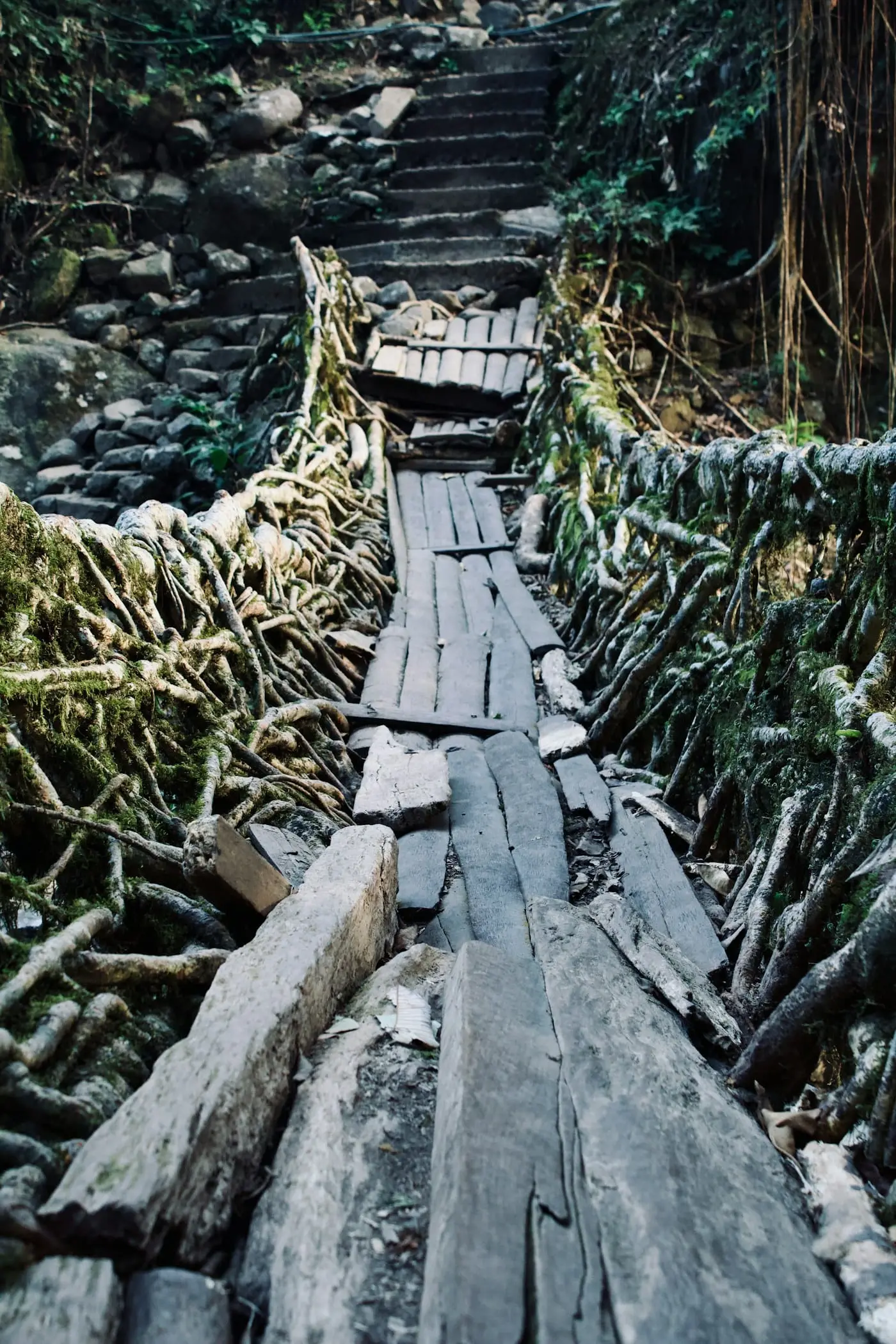 The woven root walkway of the bridge at Nongriat, seen from above