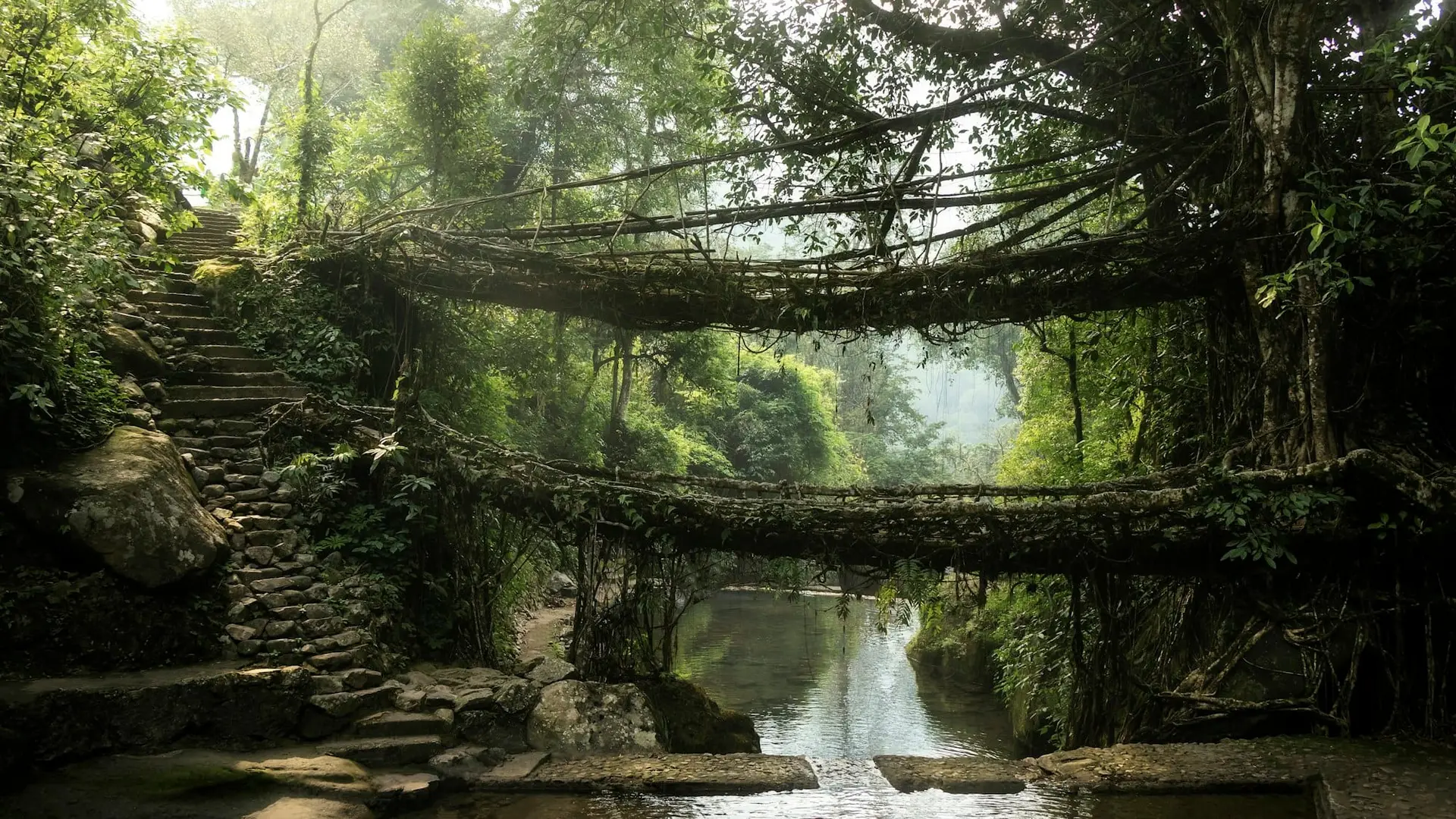 A root bridge disappearing into dense green rainforest in Meghalaya