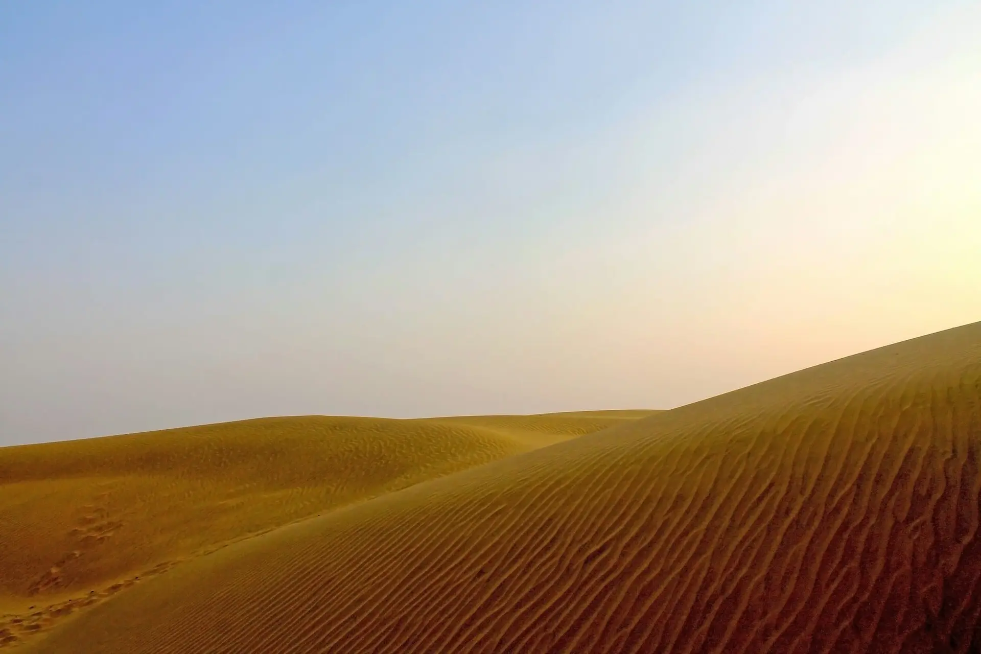 A lone tree on the Sam sand dunes in the Thar Desert at dusk